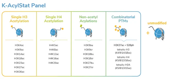 k-acylstat_panel
