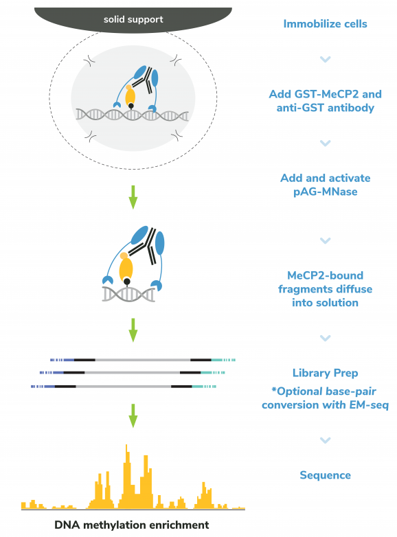 meCUT&RUN workflow graphic