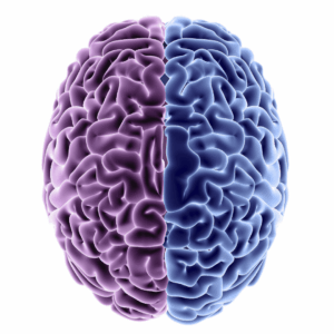 Illustration of brain split into two different colors.